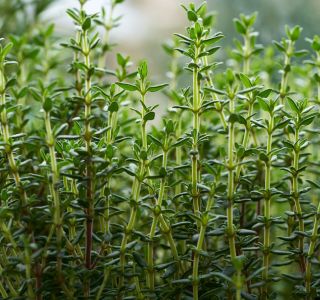 thyme